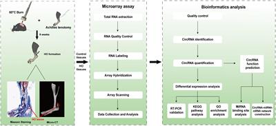 Differential expression profiles and functional prediction of circRNA in mice with traumatic heterotopic ossification